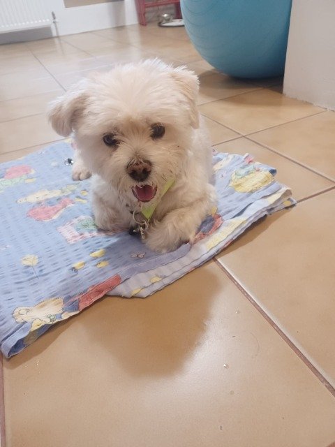 Nino - chien retrouvés, Liège