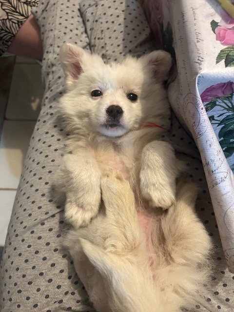 Rex - Gevonden, hond · Bichon · Gent, België 4