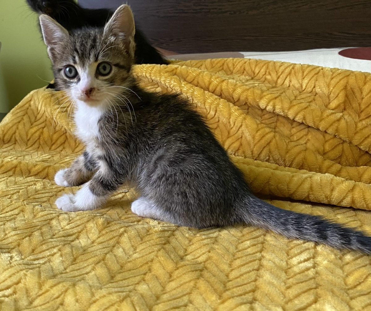 Elektra - cat