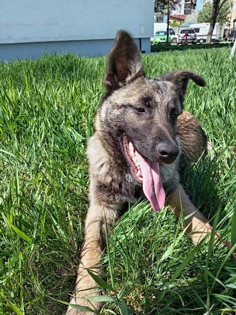 Gundi - ZU VERMITTELN, Hund · Malinois-Mischling · Villach, Österreich 3