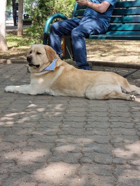 Puszek - dog lost, Poznań