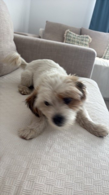 Sunny - dog found, Sosnowiec