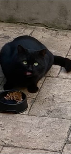 Chispa - cat found, Zaragoza