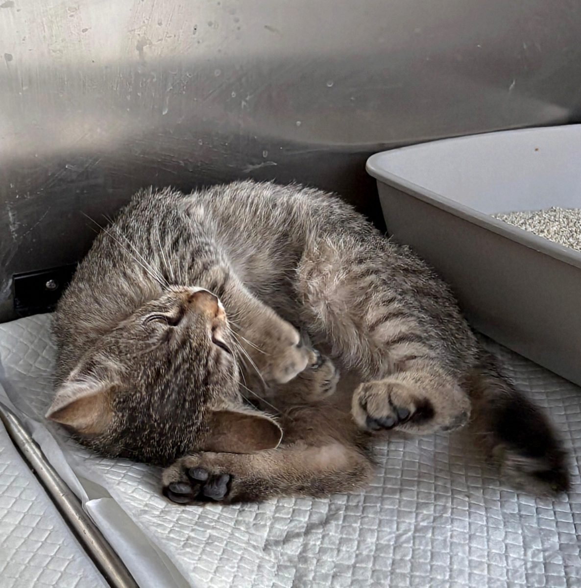 Yuki - gatto