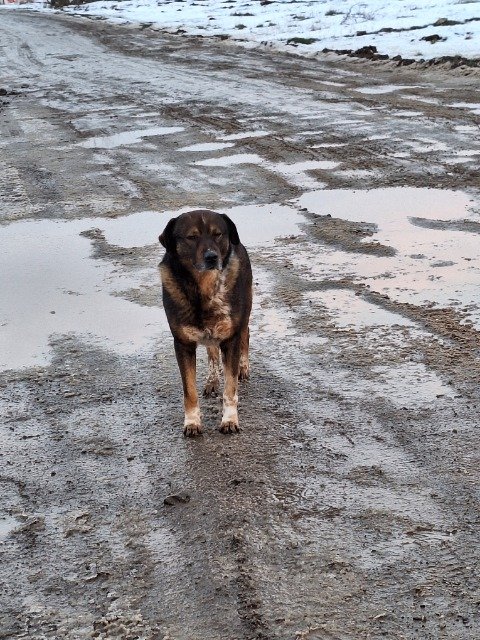 Juno - cane trovato, Catania