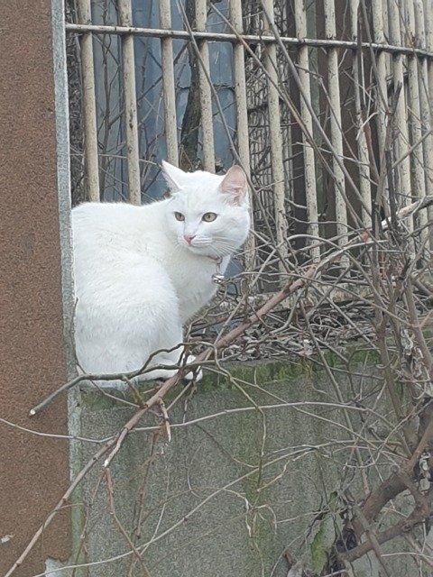 Cleo - cat found, Queluz