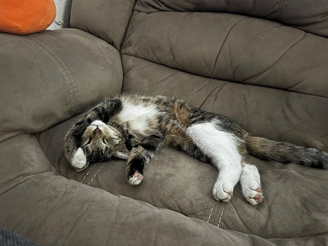 Mango - cat lost, Białołeka