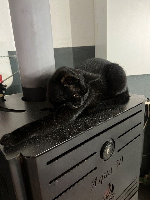 Pelu - PERDIDO, gato · pelo corto · Barcelona, España 3