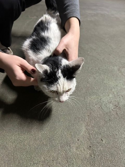 Filemon - cat found, Poznań