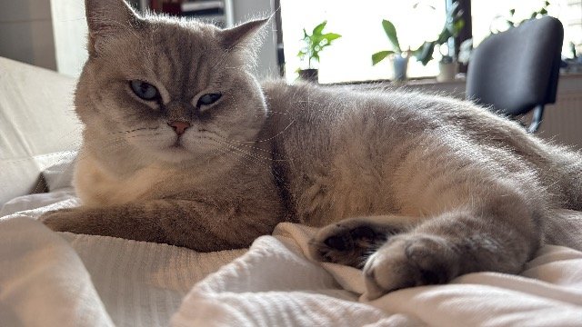 Tigrou - Perdu, chat · British shorthair · Marseille, France 3