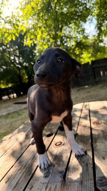 Sammy - TROVATO, cane · Meticcio · Palermo, Italia 4