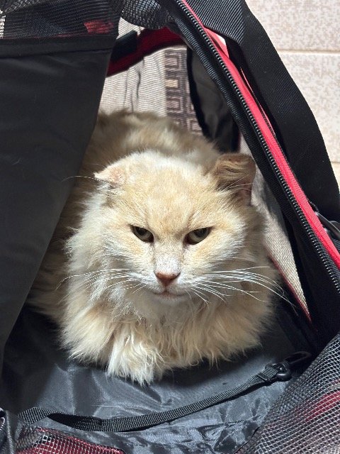 Żabka - cat found, Gdańsk