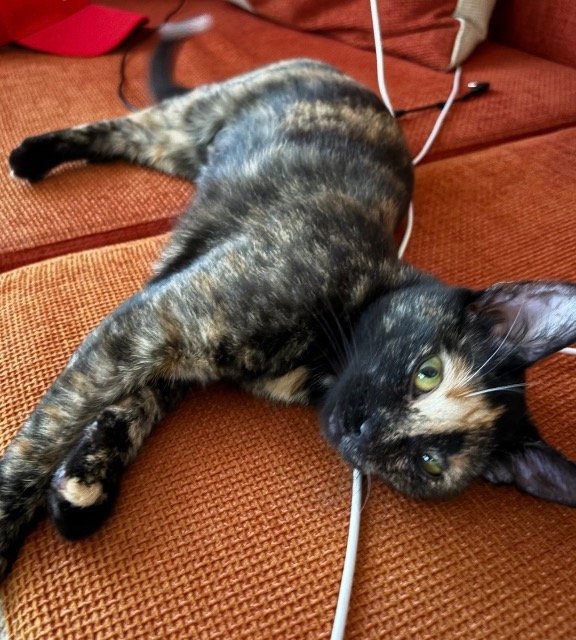 Murr - ENTLAUFEN, Katze · Europäisch Kurzhaar · Bregenz, Österreich 3