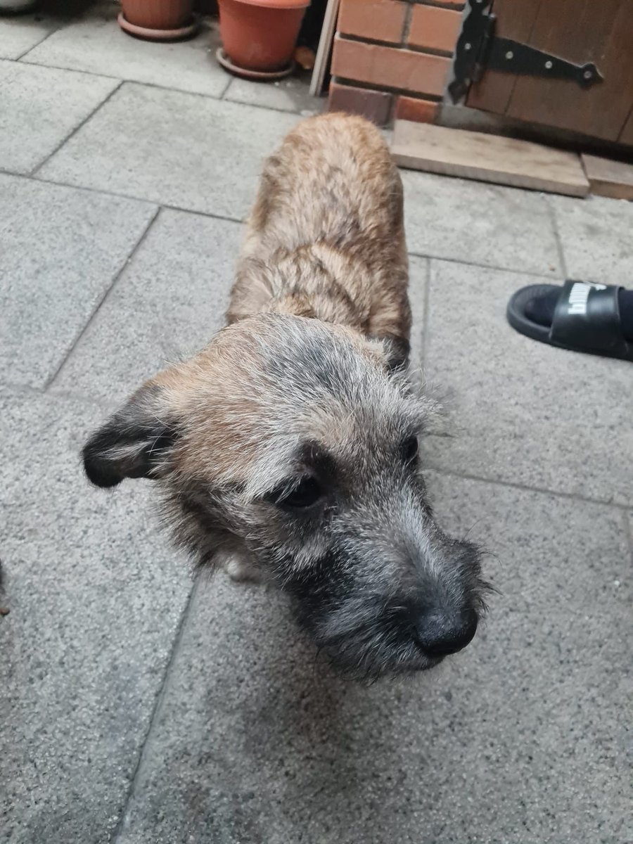 Biscotte - Trouvé, chien · métisse · Charleroi, Belgique 4