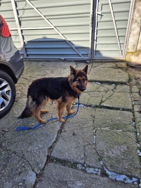 Bruno - dog found, Lyon