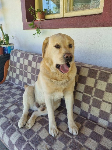 Laci - dog lost, Salgótarján
