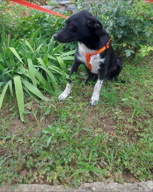 Nerone - IN ADOZIONE, cane · meticcio · Catania, Italia 3
