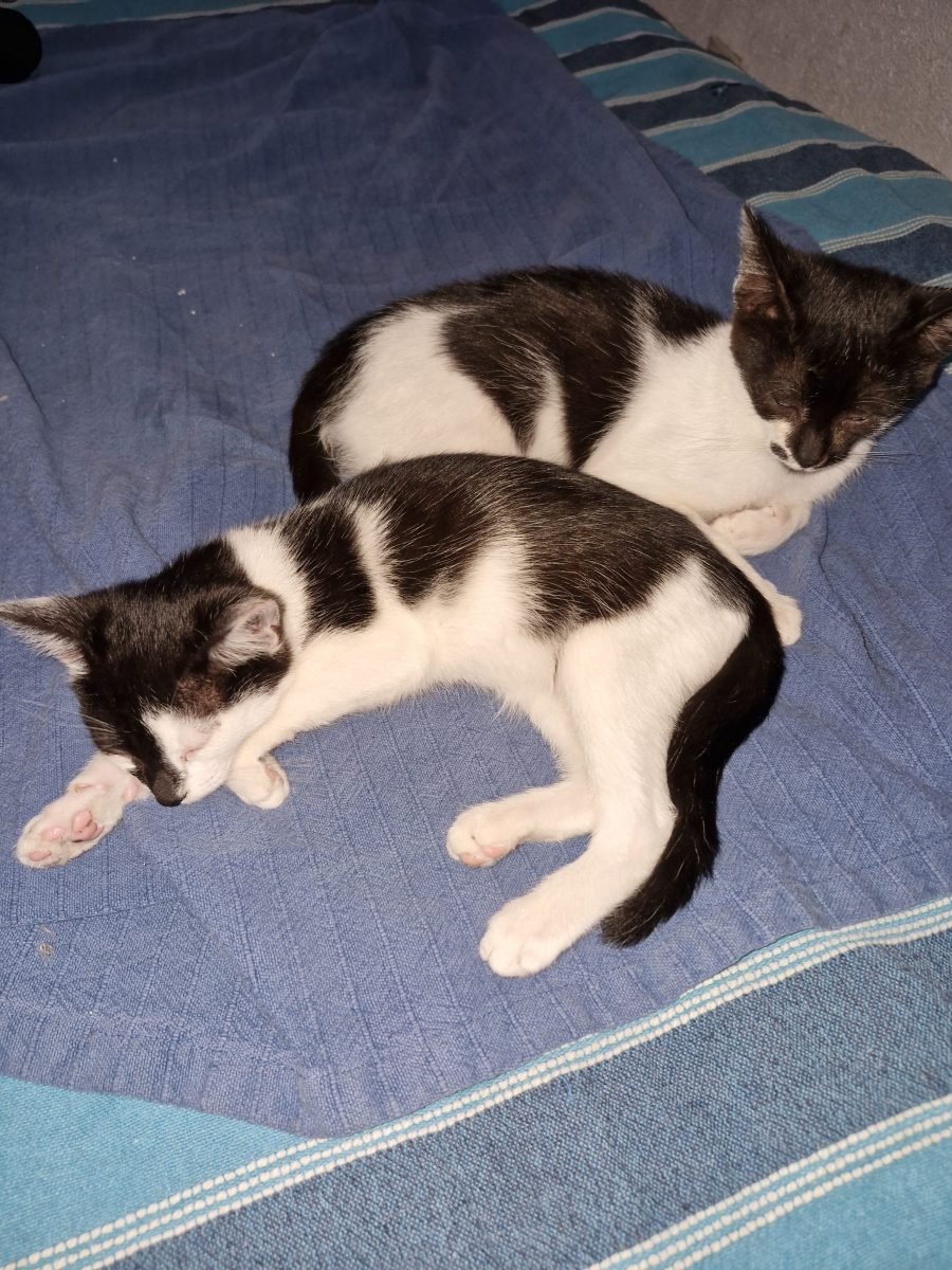 Guli - cat