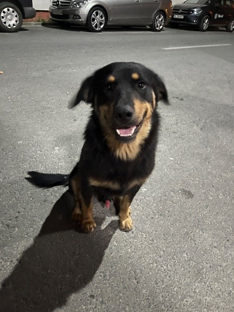 Max - chien retrouvés, Nice