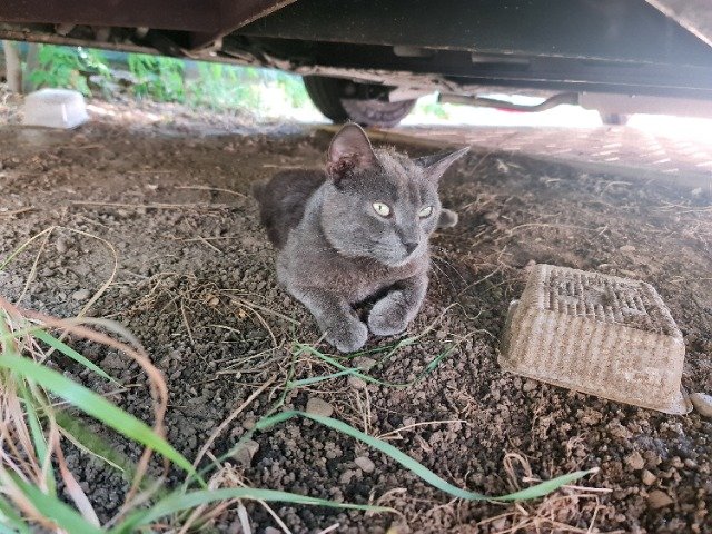 Moustic - Trouvé, chat · chat européen · Paris, France 3