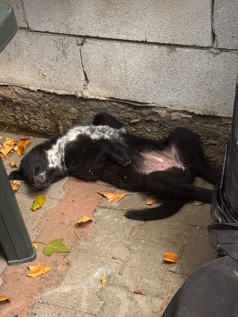 Bolt - DESAPARECIDO, cão · pastor do Cáucaso · Viseu, Portugal 4