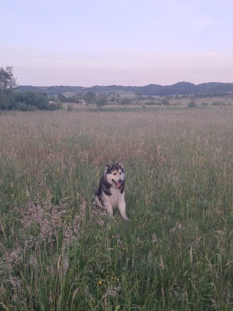 Balto - dog lost, Sant Martí