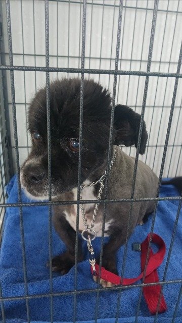 Milo - chien retrouvés, Bordeaux