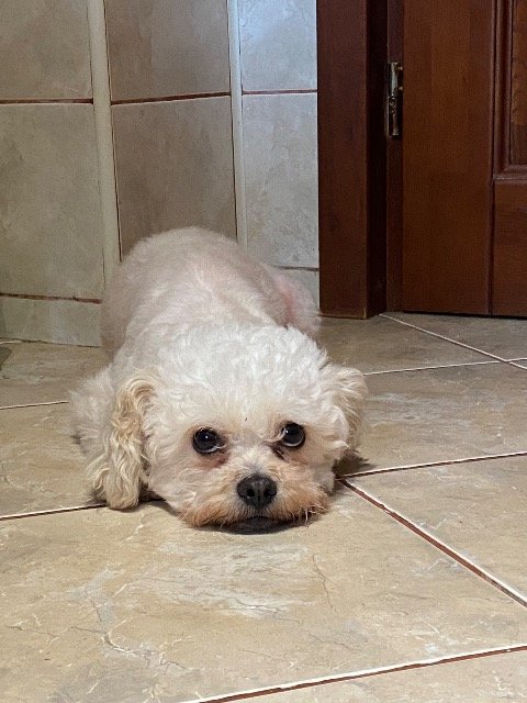 Hermine - Trouvé, chien · bichon · Lille, France 3
