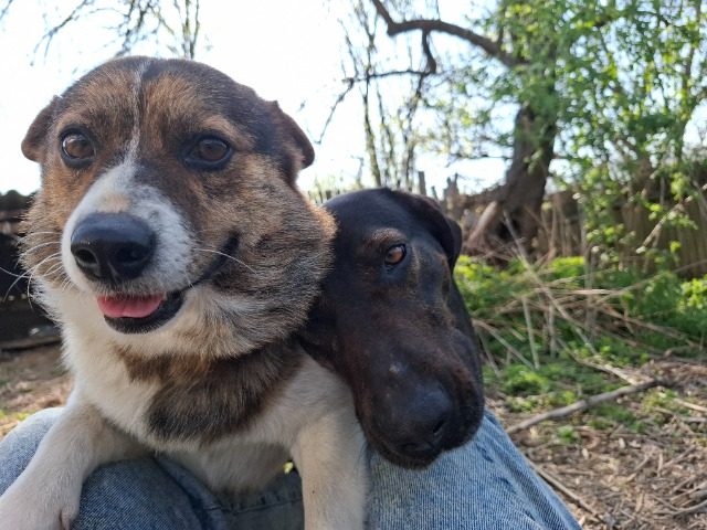 Morzsi - dog found, Budapest XIII. kerület