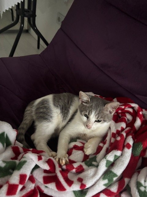 Lilli - TROVATO, gatto · bicolore · Roma, Italia 4
