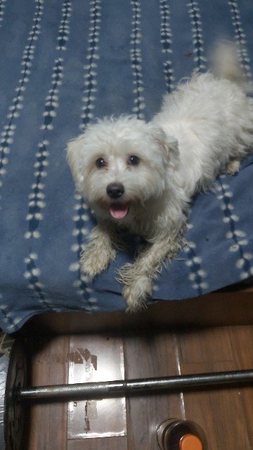 Bogár - dog found, Zalaegerszeg