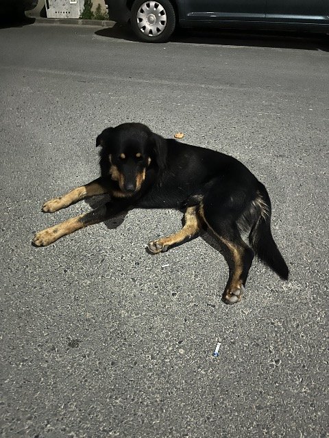 Max - Trouvé, chien · rottweiler · Nice, France 3