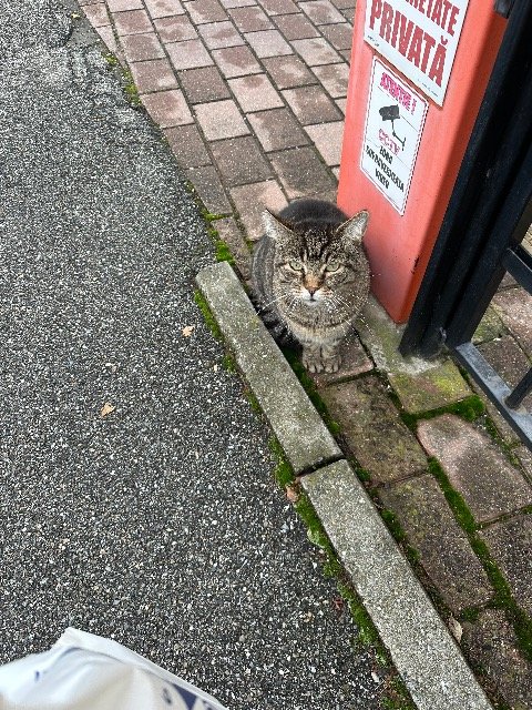 Rosa - Katze gefunden, Villach