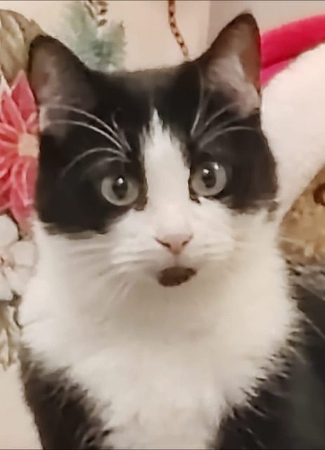 Mautzi - Katze vermisst, Köln