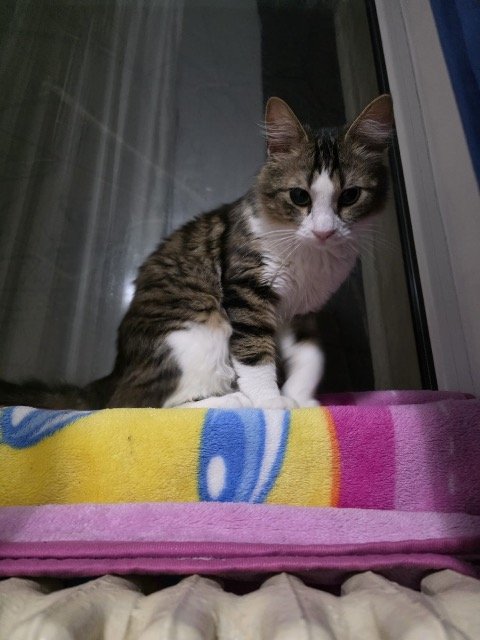 Whisker - Katze vermisst, Bregenz