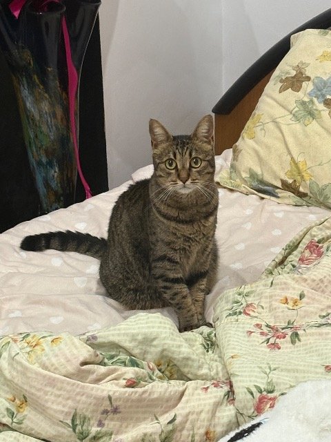 Pistache - Trouvé, chat · croisée · Lille, France 3