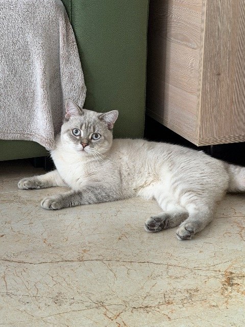 Raya - cat lost, Sevilla