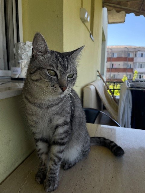 Saphir - Perdu, chat · croisé · Antwerpen, Belgique 4
