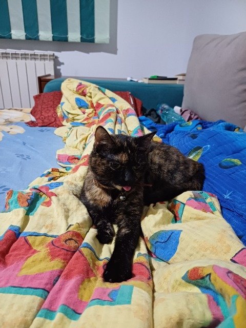 Frici - cat lost, Kecskemét