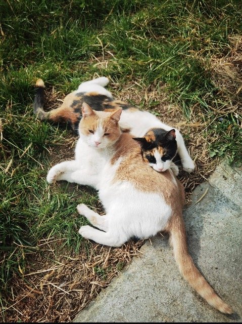 Zelda - chat perdus, Deurne
