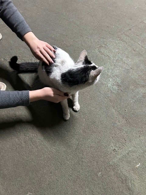 Casper - ENCONTRADO, gato · Europeu · Coimbra, Portugal 4