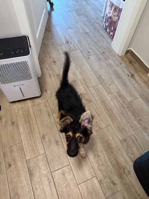 Oréo - À adopter, chien · croisé · Marseille, France 4