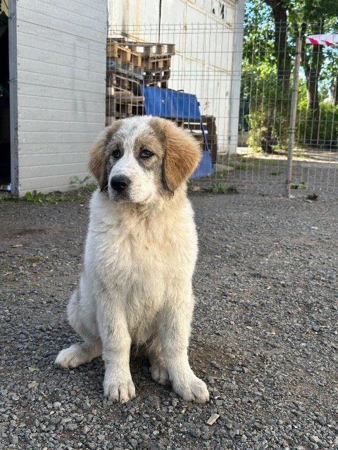 Odie - dog lost, Budapest