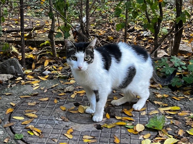Ruda - cat found, Kaunas