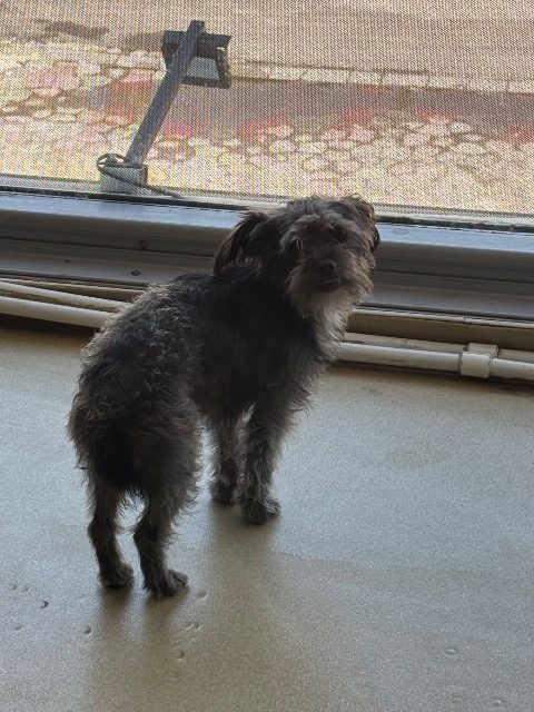 Rex - Hund gefunden, Hietzing