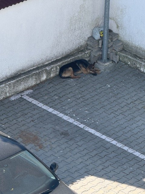 Sultan - dog found, Las Palmas de Gran Canaria