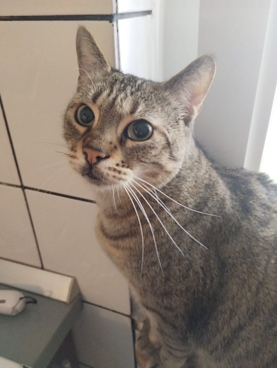 Bounty - ENTLAUFEN, Katze · Mischling · Graz, Österreich 4