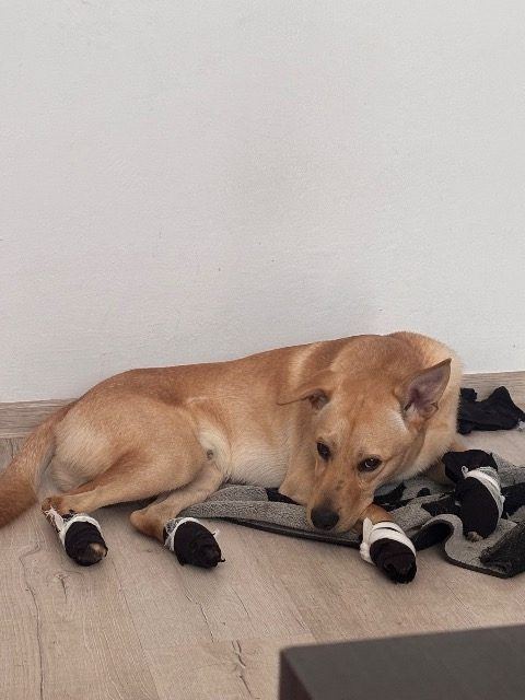 Fido - cane trovato, Reggio nell'Emilia