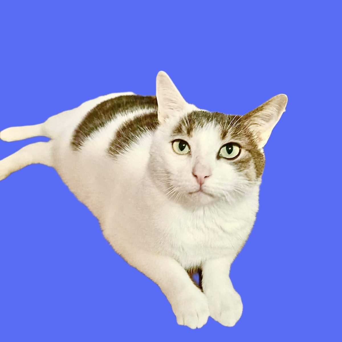 Kókusz - cat