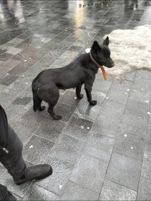 Boris - dog found, Zaragoza